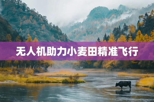 无人机助力小麦田精准飞行
