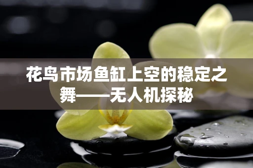 花鸟市场鱼缸上空的稳定之舞——无人机探秘